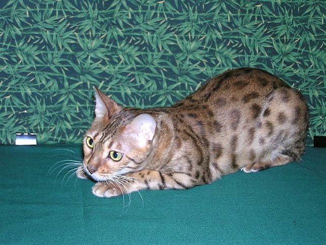 Gwenivere 2004-07-30